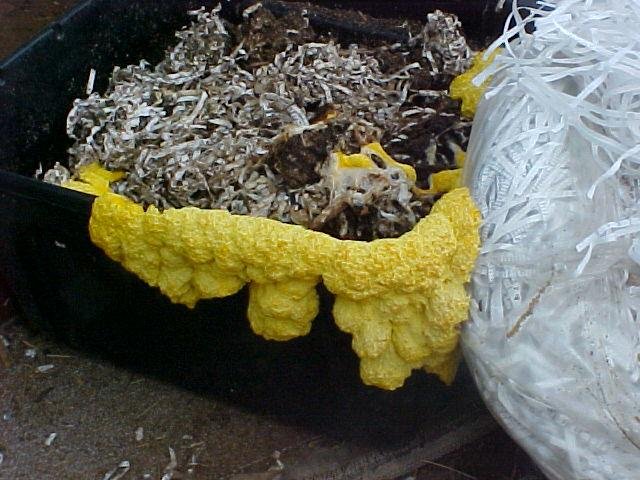 Algorithmic Inspiration: Turning Slime Mold Behavior Into Computer Code (image credits: wikimedia)