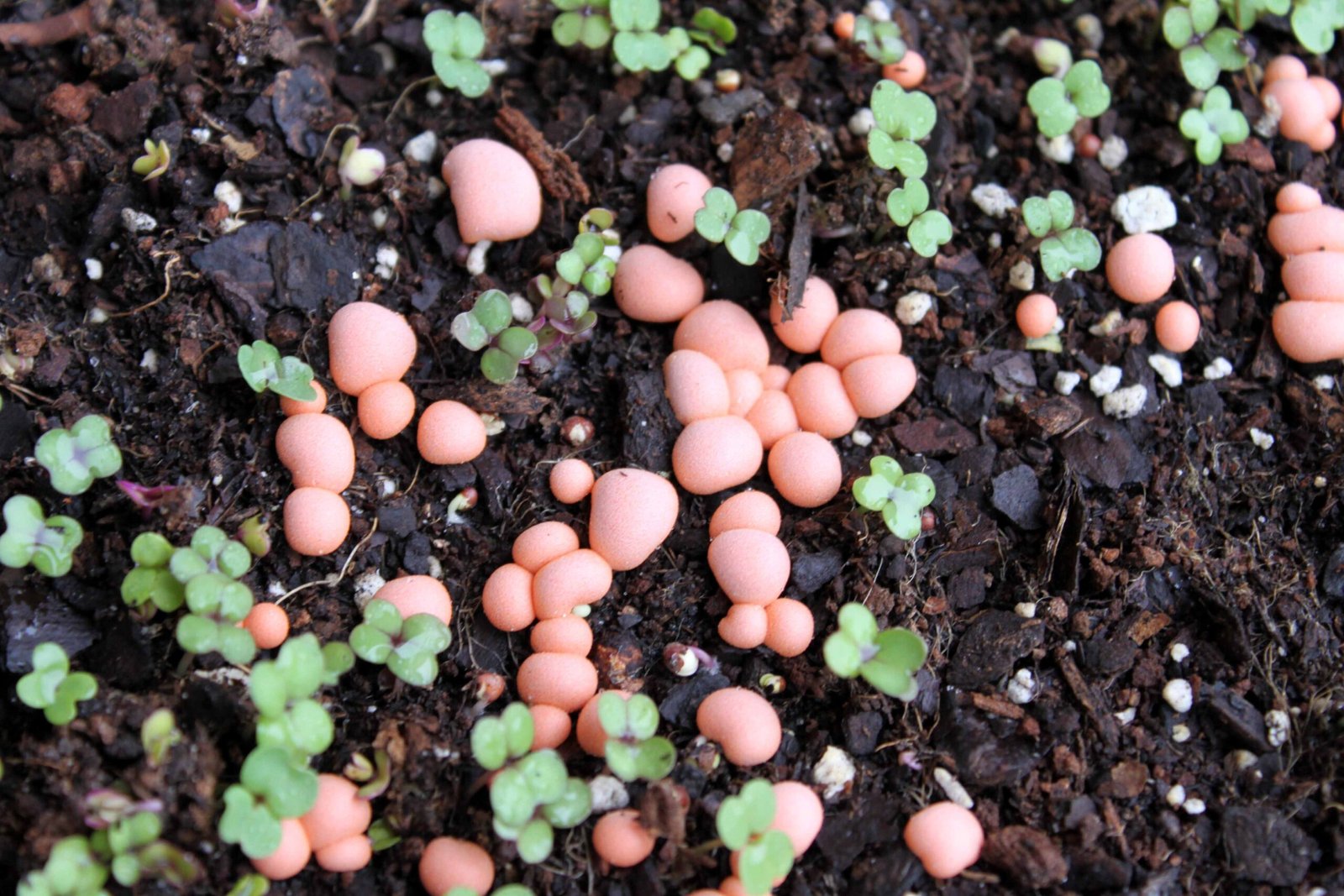 Traffic Jams and Urban Chaos: Can Slime Molds Help? (image credits: wikimedia)