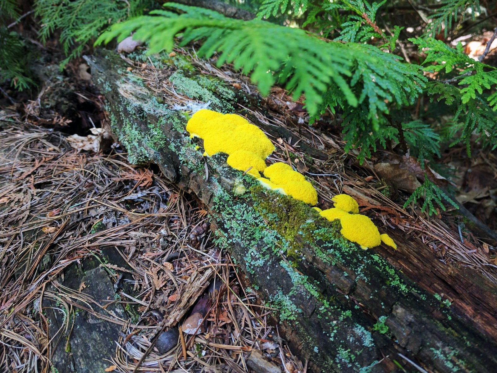 Slime Molds and the Smart City Revolution (image credits: wikimedia)