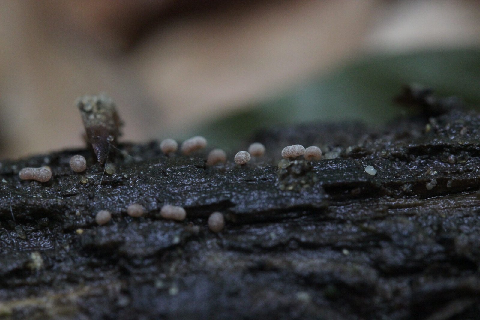 Unexpected Creativity: When Slime Molds Surprise Even Scientists (image credits: wikimedia)