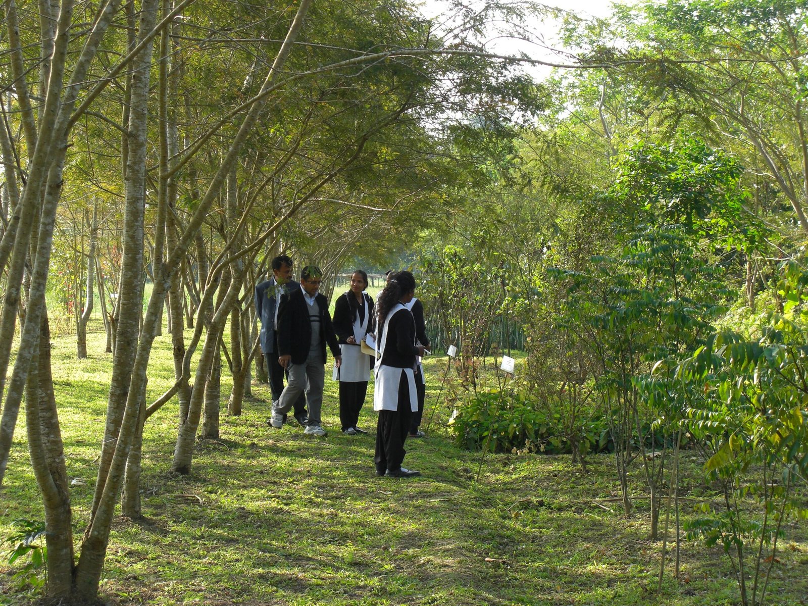 Which Herbal Compounds Were Found? (image credits: wikimedia)