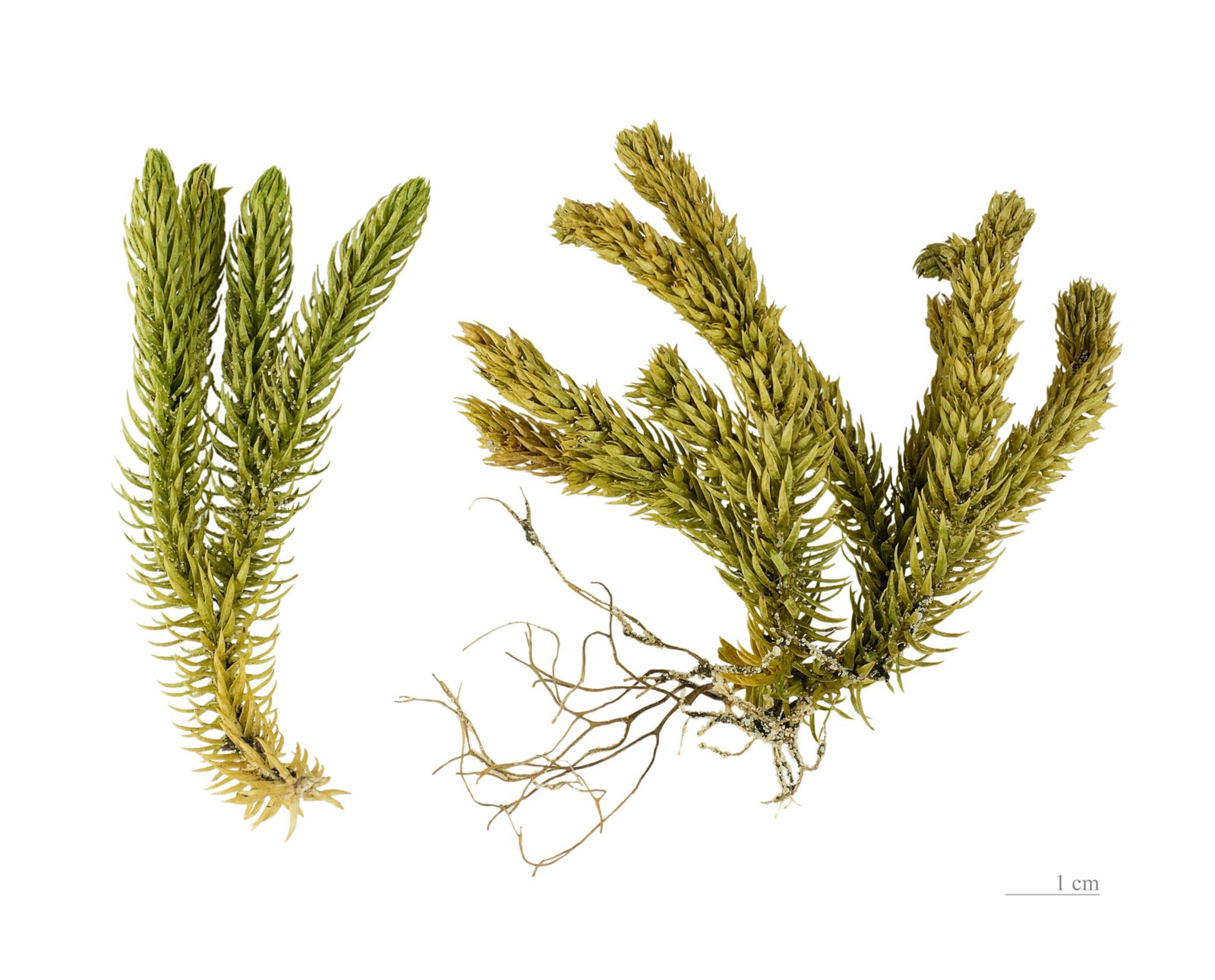 Herbal Medicine in the Bronze Age: A Forgotten Wisdom (image credits: wikimedia)