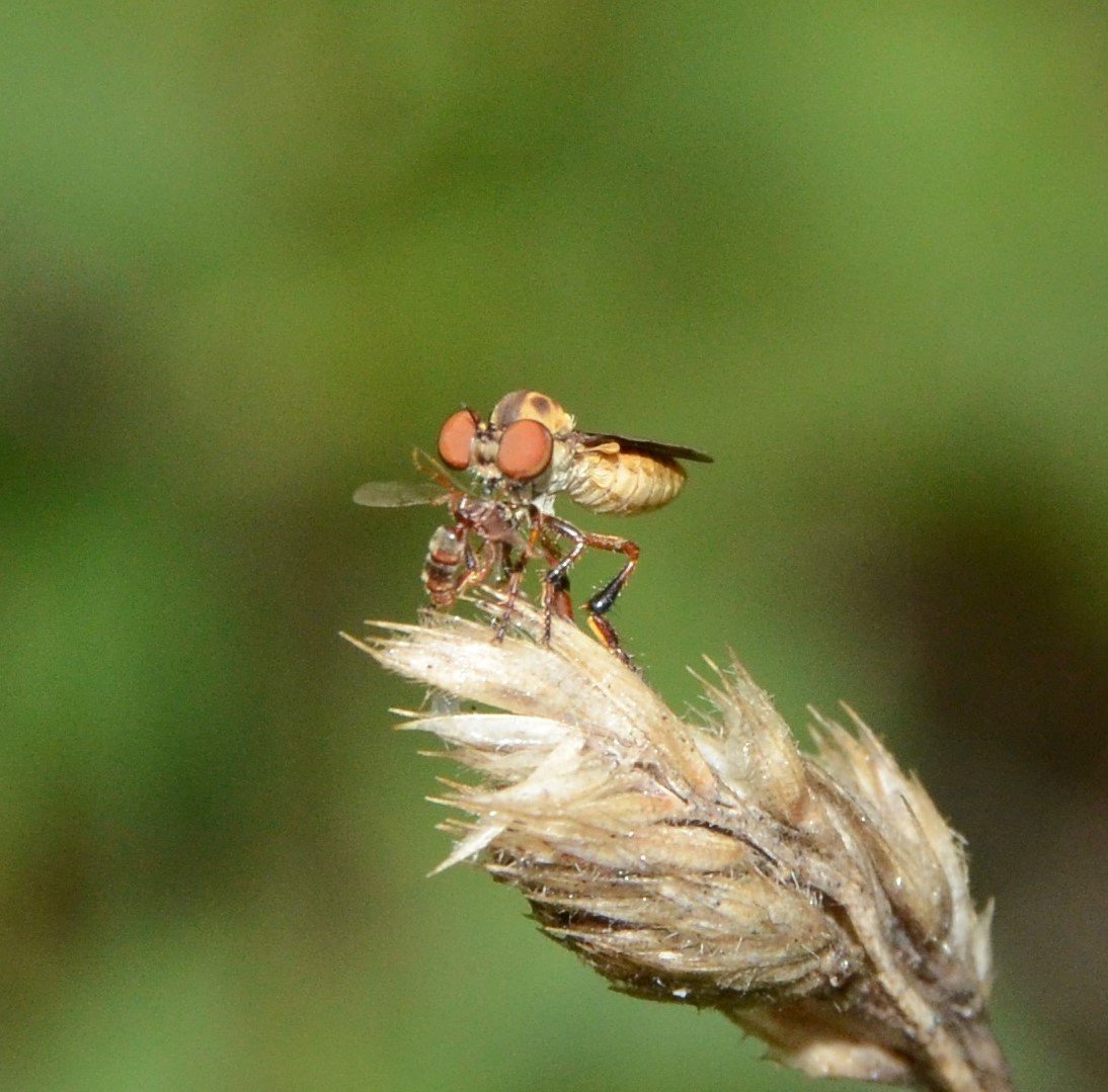 Returning with Spring: The Grand Awakening (image credits: wikimedia)