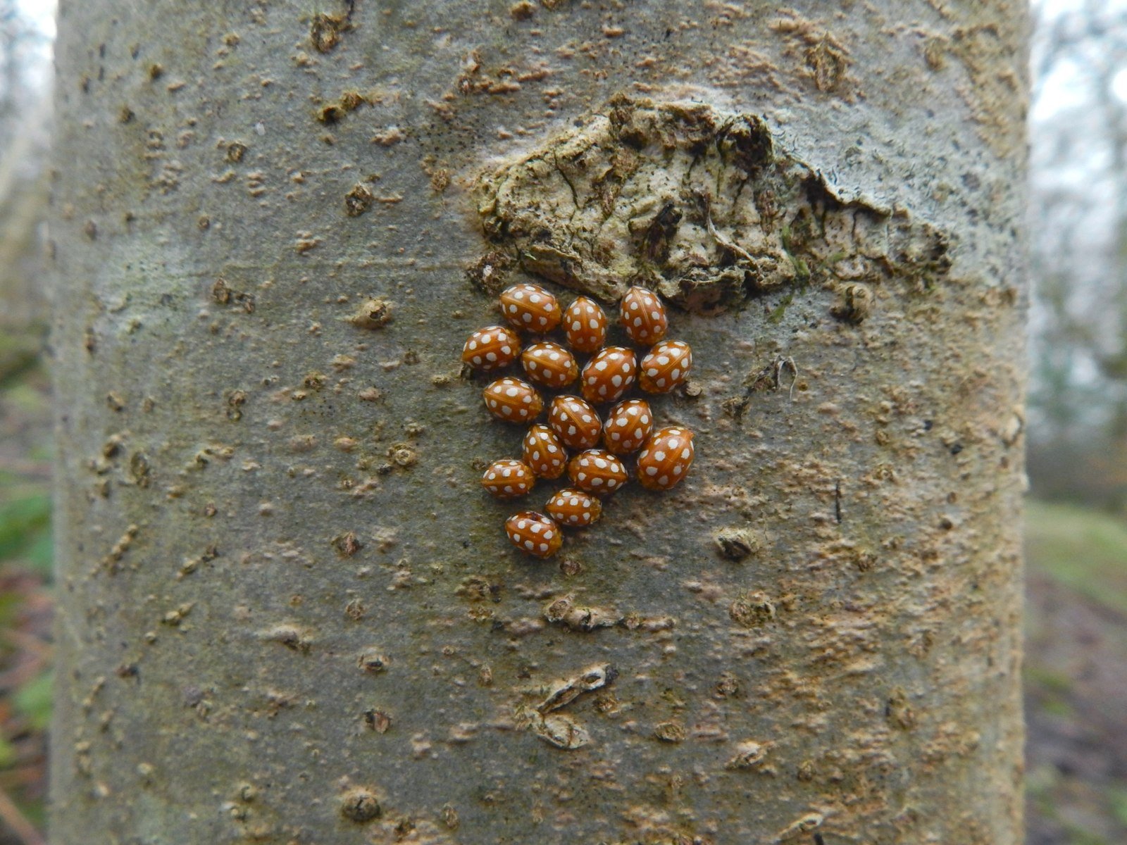 Specialists vs. Generalists: Different Paths to Survival (image credits: wikimedia)