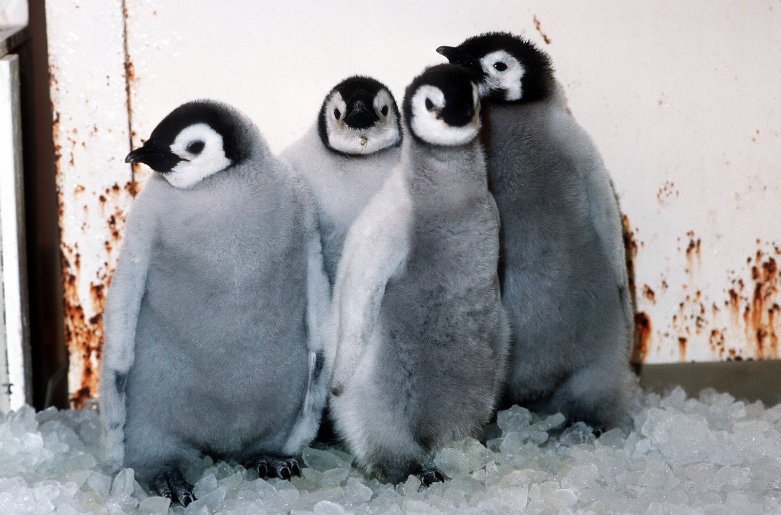 Huddling Together: The Power of Community (image credits: wikimedia)