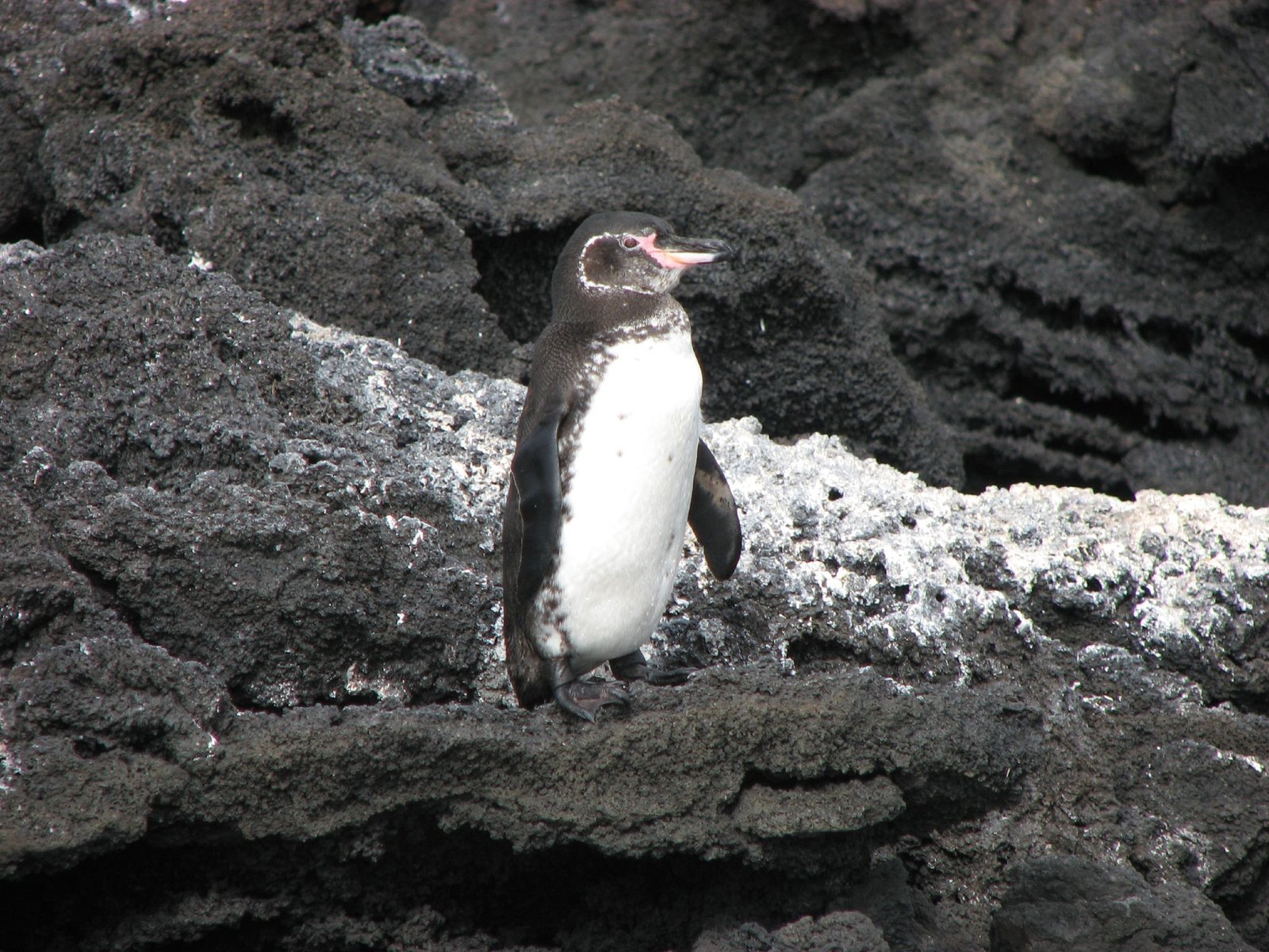 Adaptations Across Species (image credits: wikimedia)