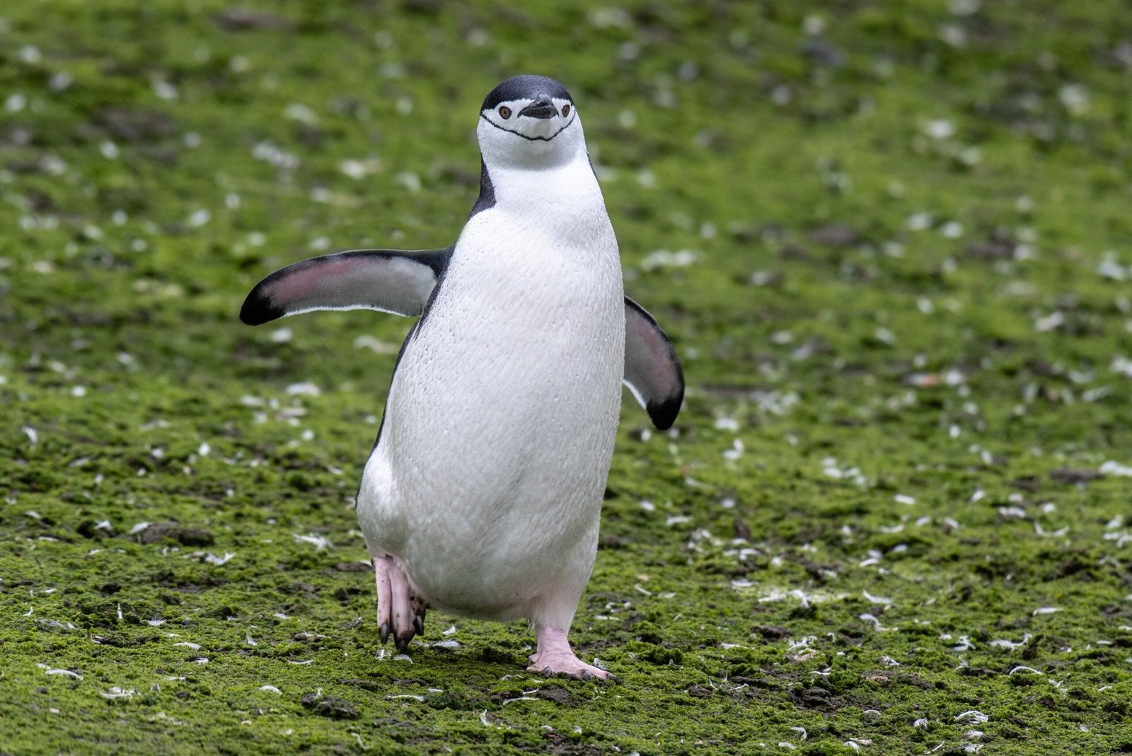 Evolutionary Pressure: Why Feet Matter Most (image credits: wikimedia)
