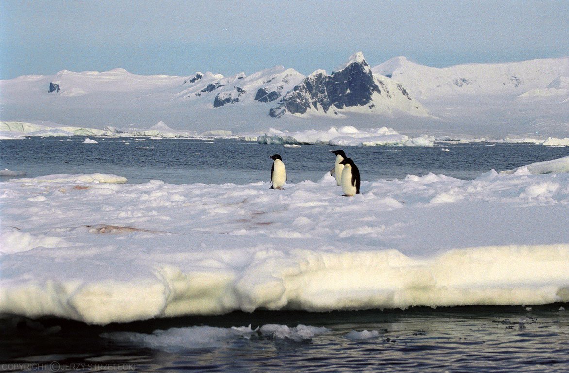 Penguins in a Warming World (image credits: wikimedia)