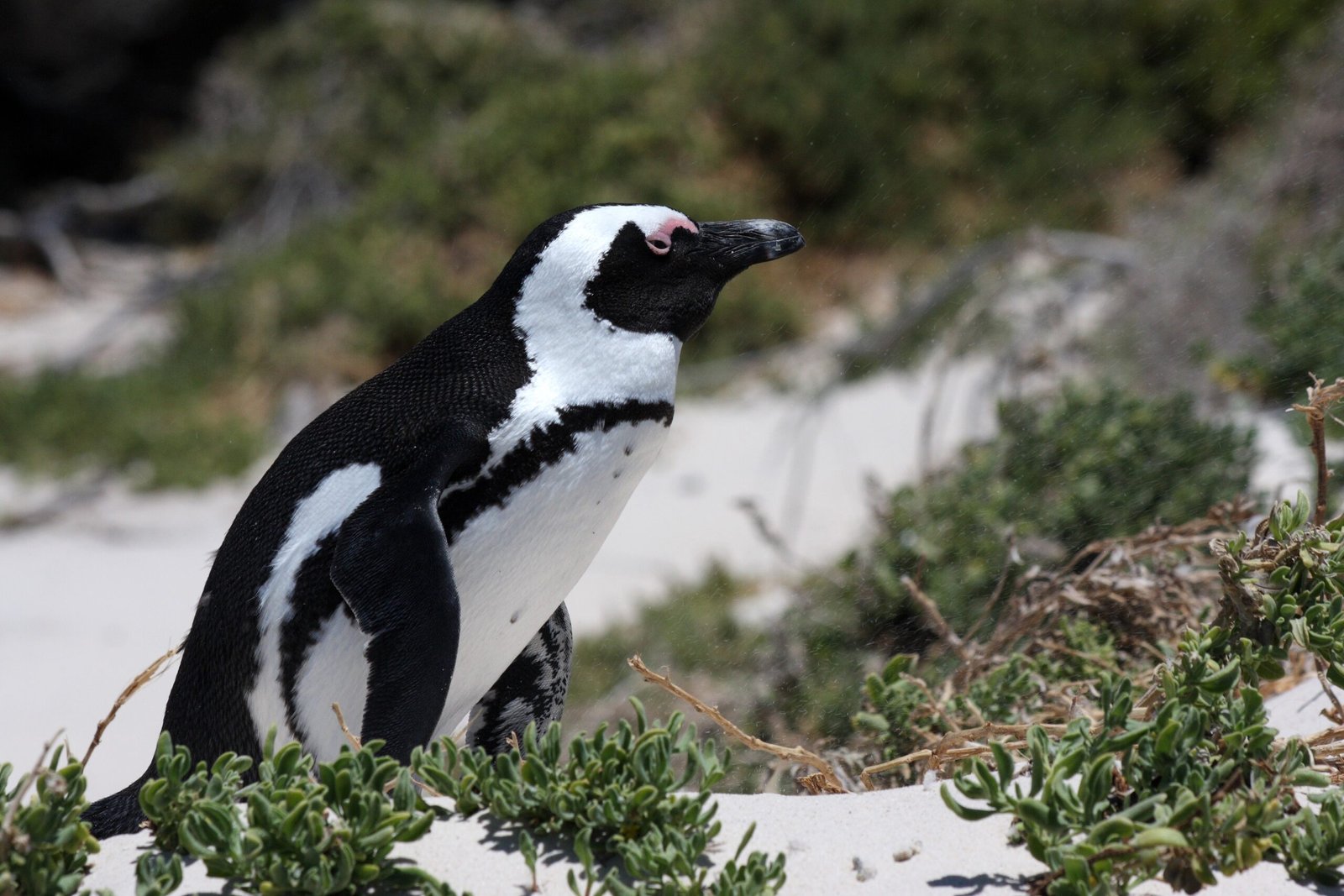 The Takeaway: Nature’s Chilled Champions (image credits: wikimedia)