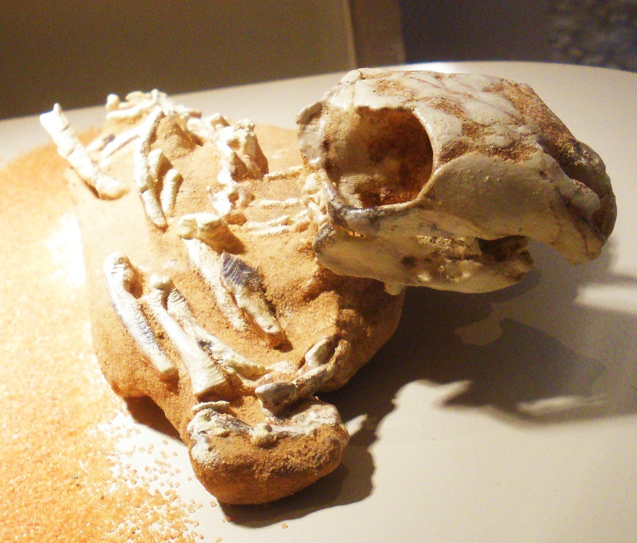 The Gobi Desert’s Marine Mysteries (image credits: wikimedia)