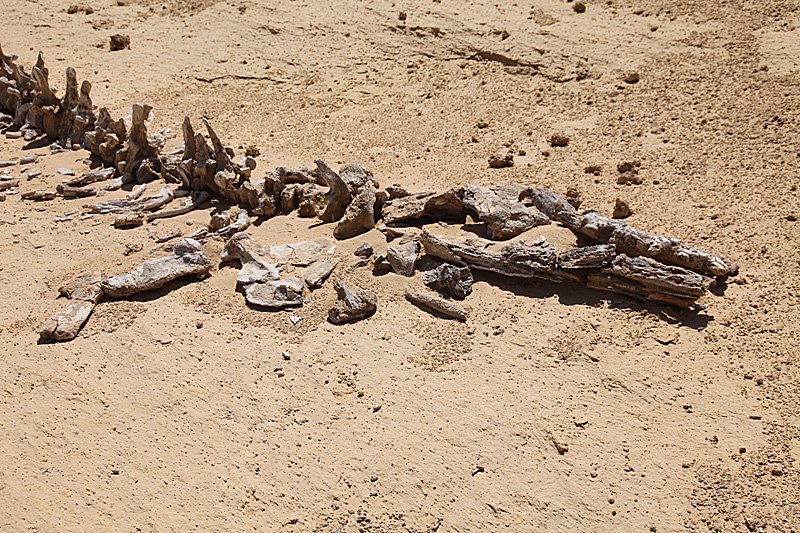 Fossil Whales in the Desert Sun (image credits: wikimedia)