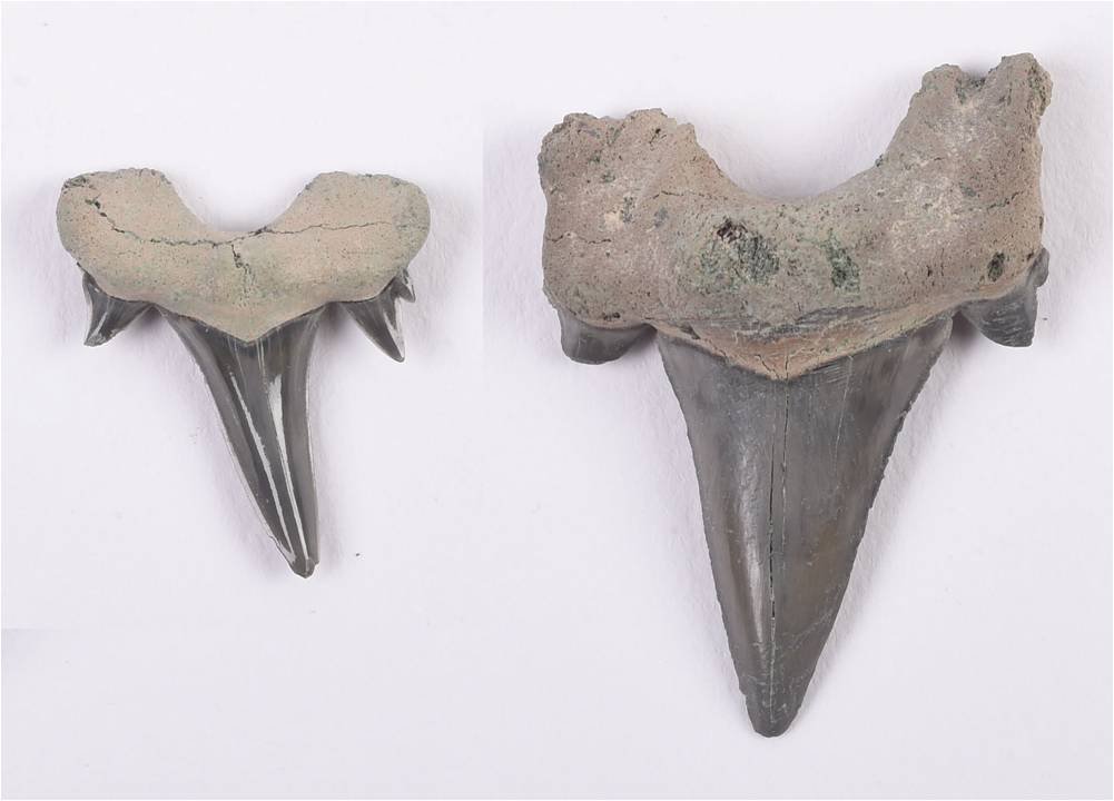 Sharks and Sea Monsters in the Desert (image credits: wikimedia)