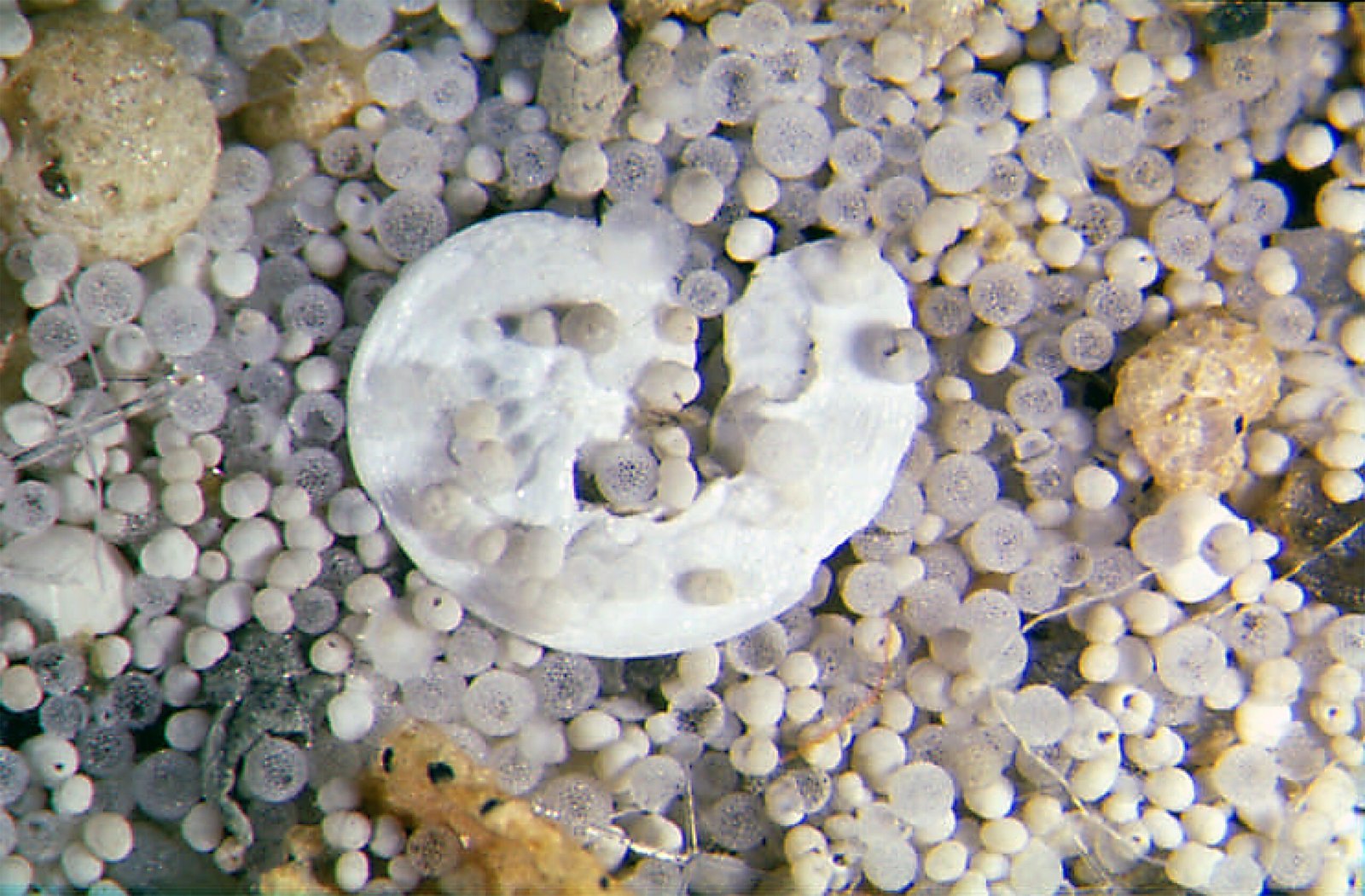 Microfossils: Tiny Clues to Oceanic Worlds (image credits: wikimedia)