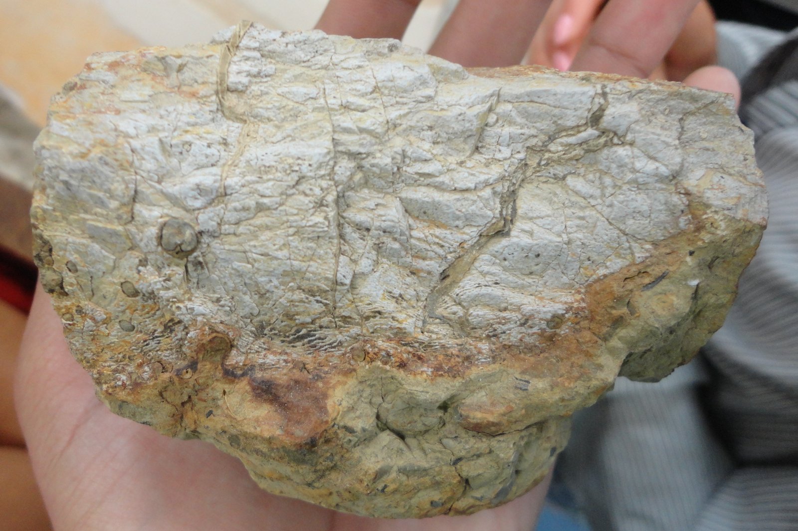 Why Fossils Surface in Modern Deserts (image credits: wikimedia)