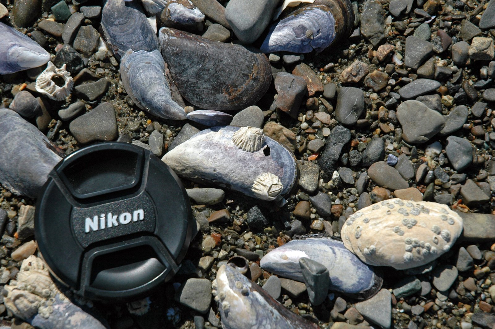 How Fossils Rewrite Our History Books (image credits: wikimedia)