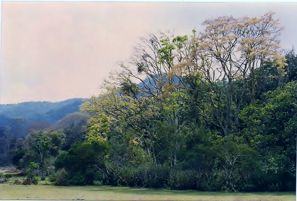 The Sky-High Ecosystems: Life on the Edge (image credits: wikimedia)