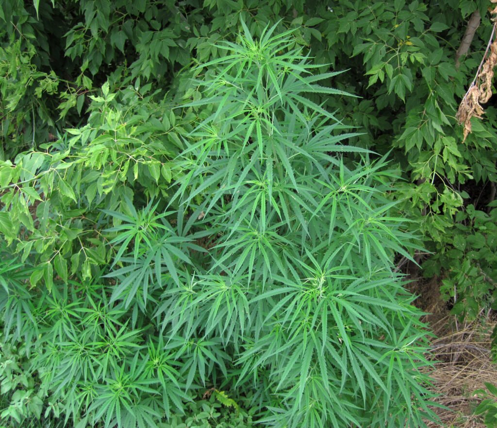 Ayahuasca and Beyond: What Science Is Learning From Indigenous Psychoactive Plants