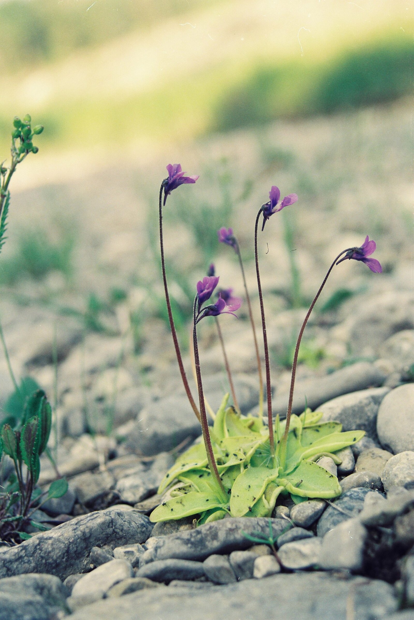 Butterworts: The Slick Hunters (image credits: wikimedia)