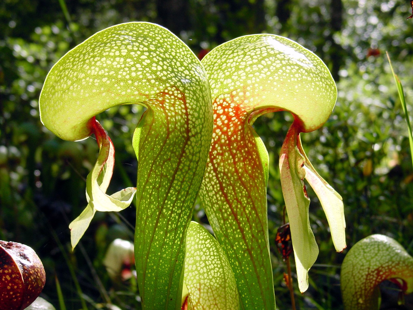 Cobra Lilies: The Deceptive Serpents (image credits: wikimedia)