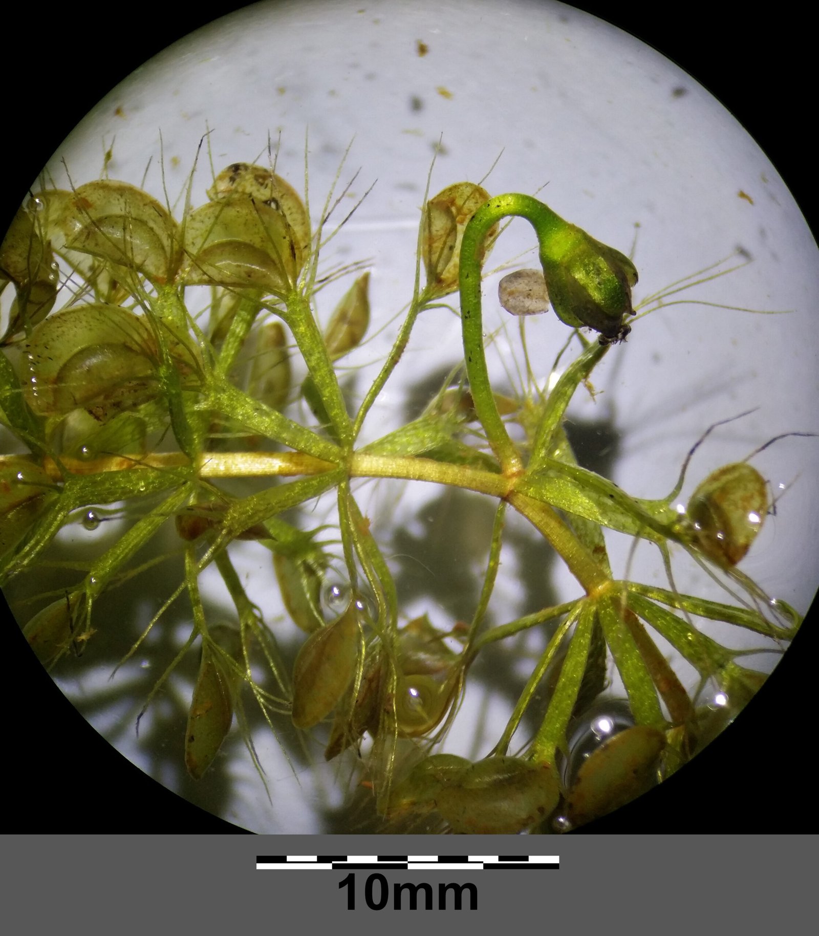 Waterwheel Plant: The Rotating Trap (image credits: wikimedia)