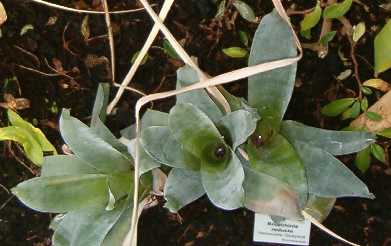 Brocchinia: The Bromeliad with a Taste for Meat (image credits: wikimedia)