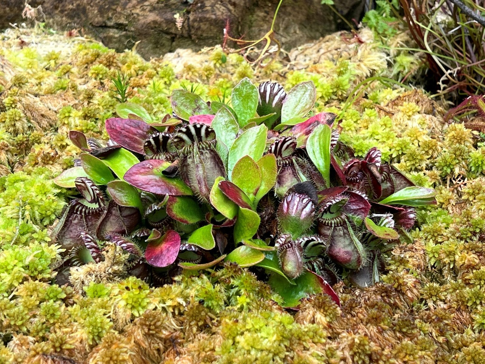 Cephalotus: The Australian Pitcher Plant (image credits: wikimedia)
