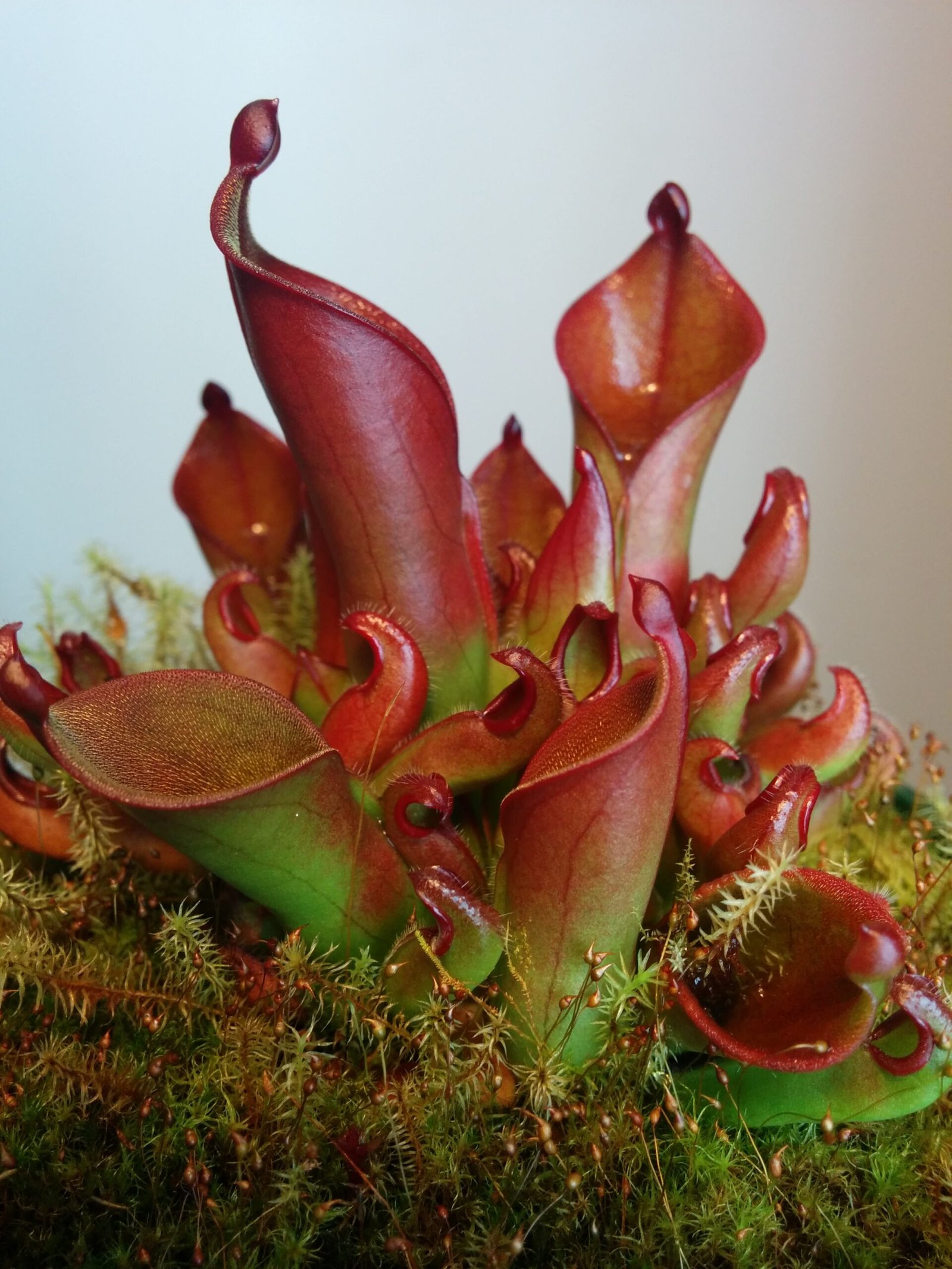 Heliamphora: The Sun Pitchers of the Tepuis (image credits: wikimedia)