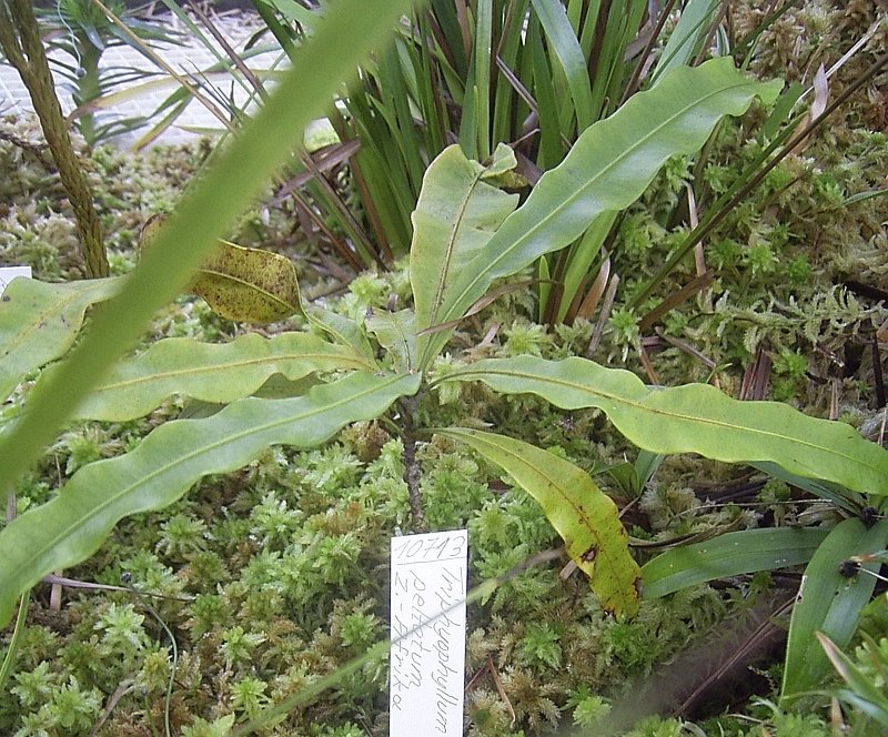 Triphyophyllum: The Shape-Shifting Plant (image credits: wikimedia)