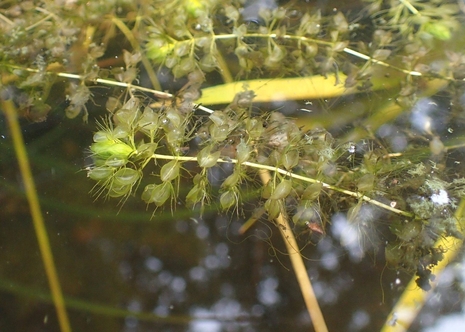 Aldrovanda: The Waterwheel’s Cousin (image credits: wikimedia)