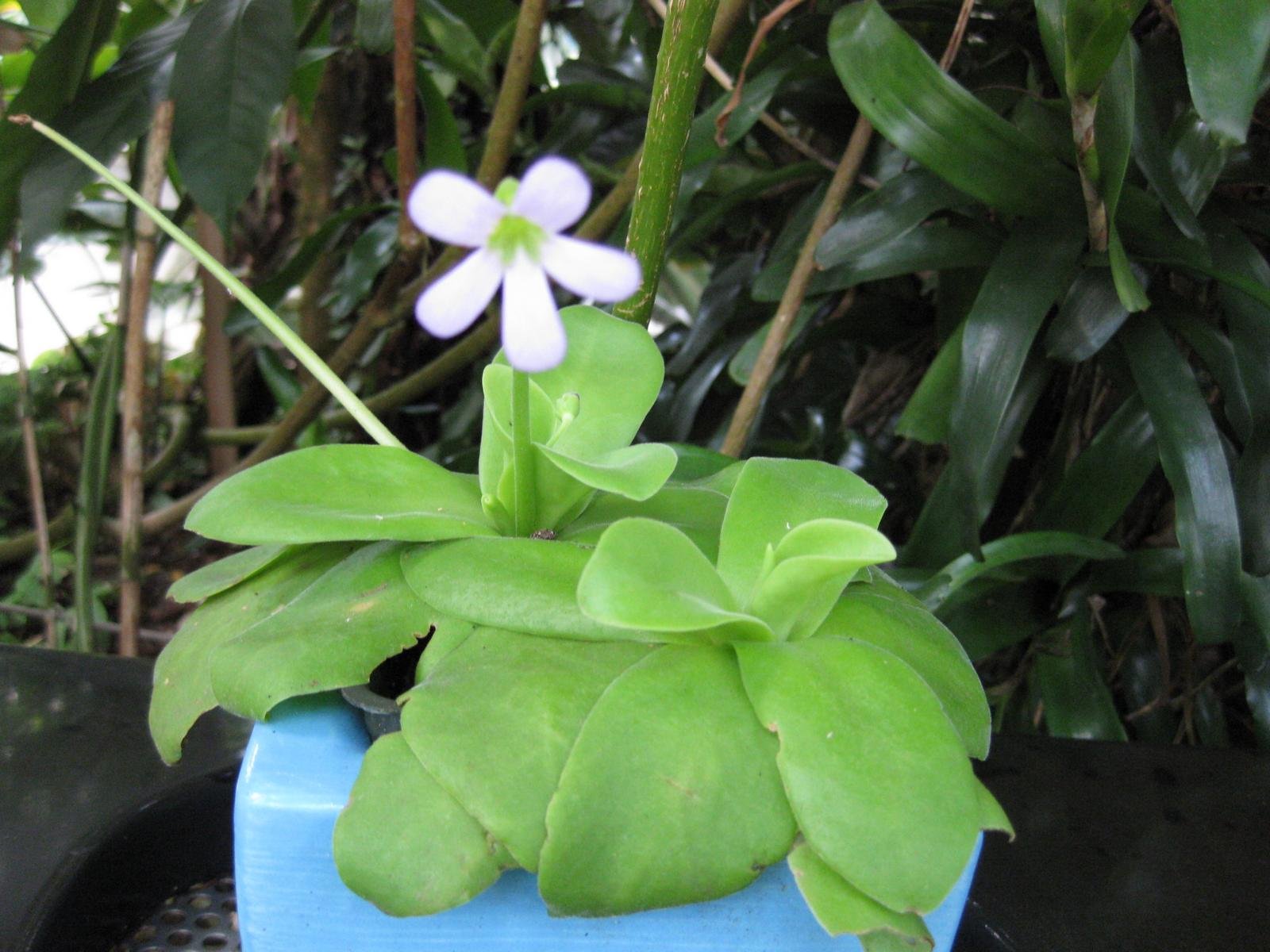 Pinguicula Gigantea: The Giant of the Butterworts (image credits: wikimedia)
