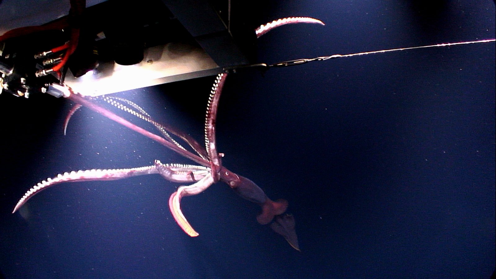 Conservation Concerns: The Fragile World of the Deep Sea (image credits: wikimedia)