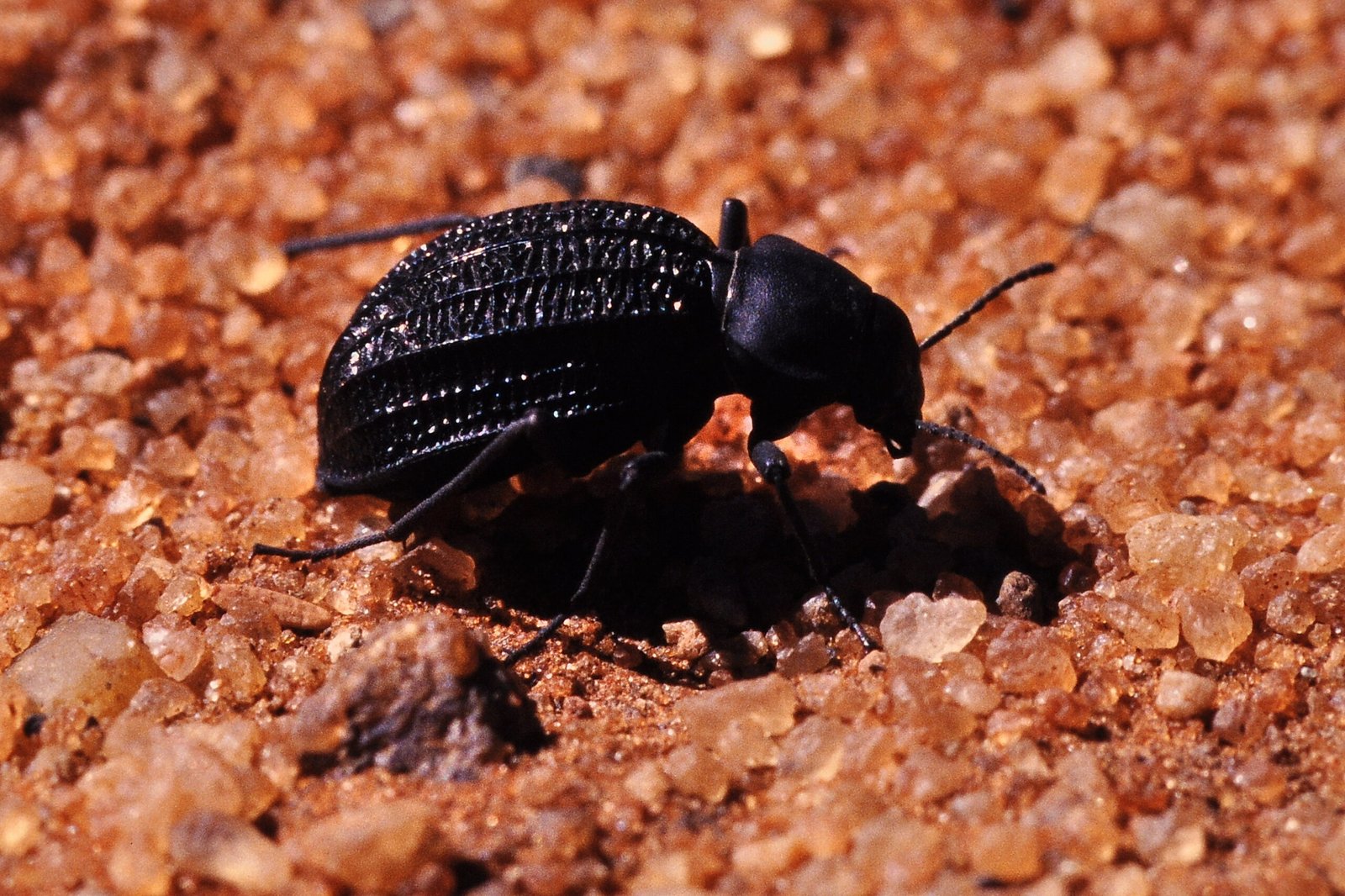 Meet the Namib Desert Beetle (image credits: wikimedia)