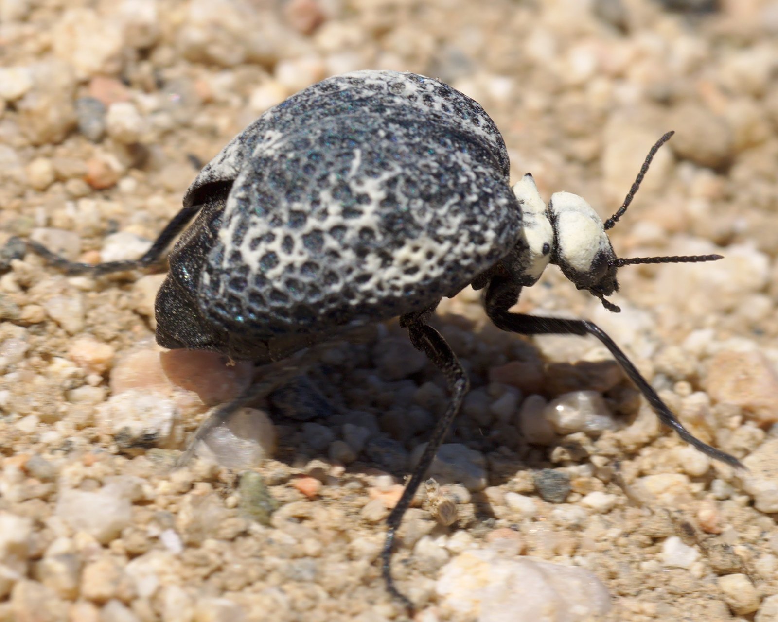 The Science Behind Nanostructured Shells (image credits: wikimedia)