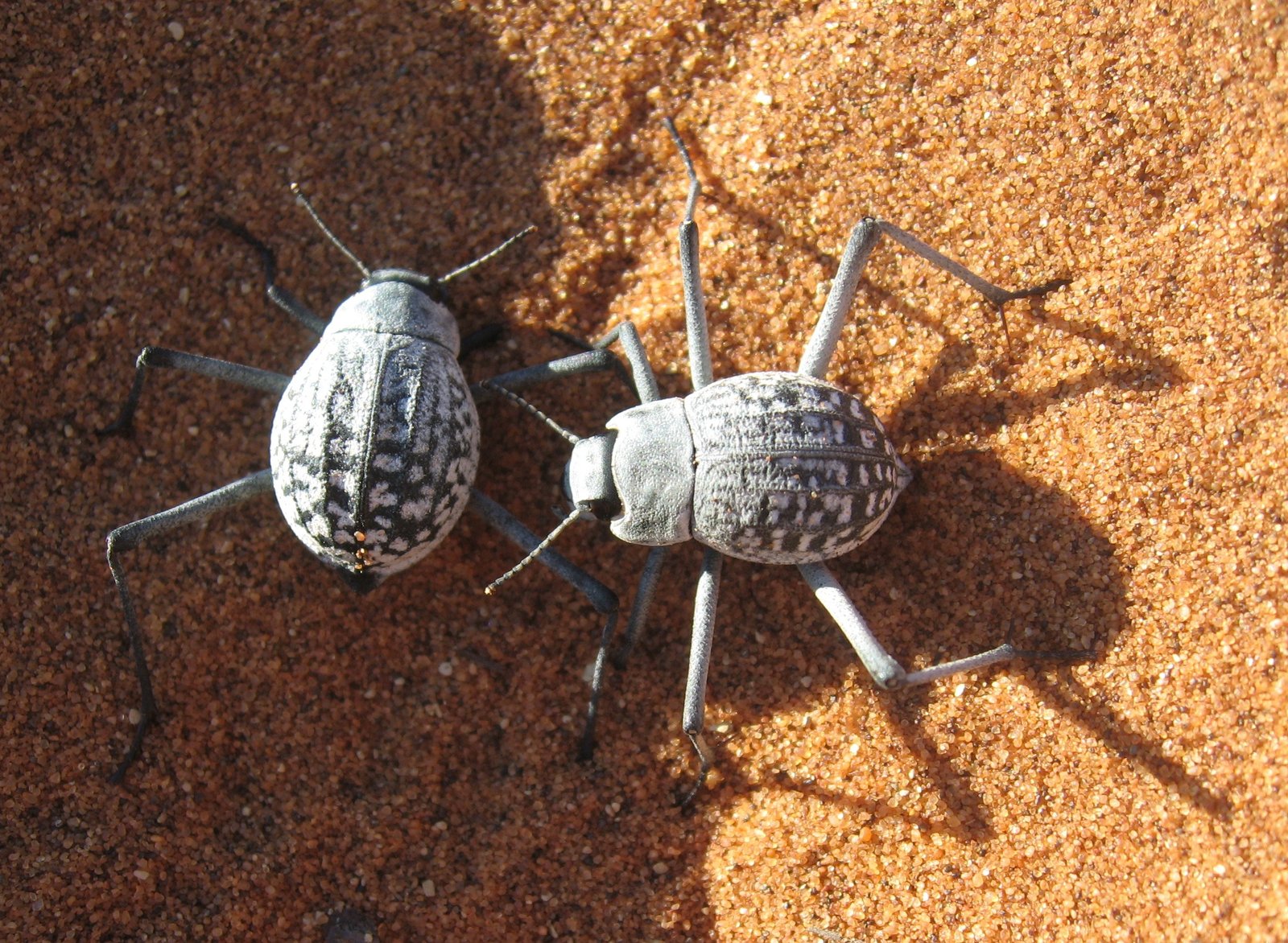 Surviving Without Rain (image credits: wikimedia)
