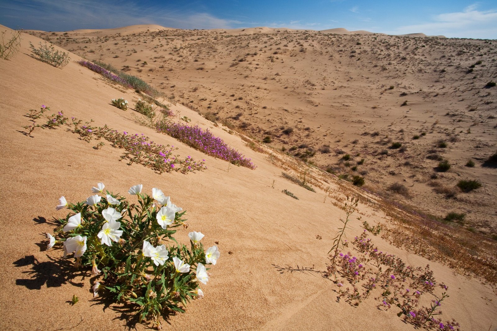 Desert Beetles and Biomimicry (image credits: wikimedia)
