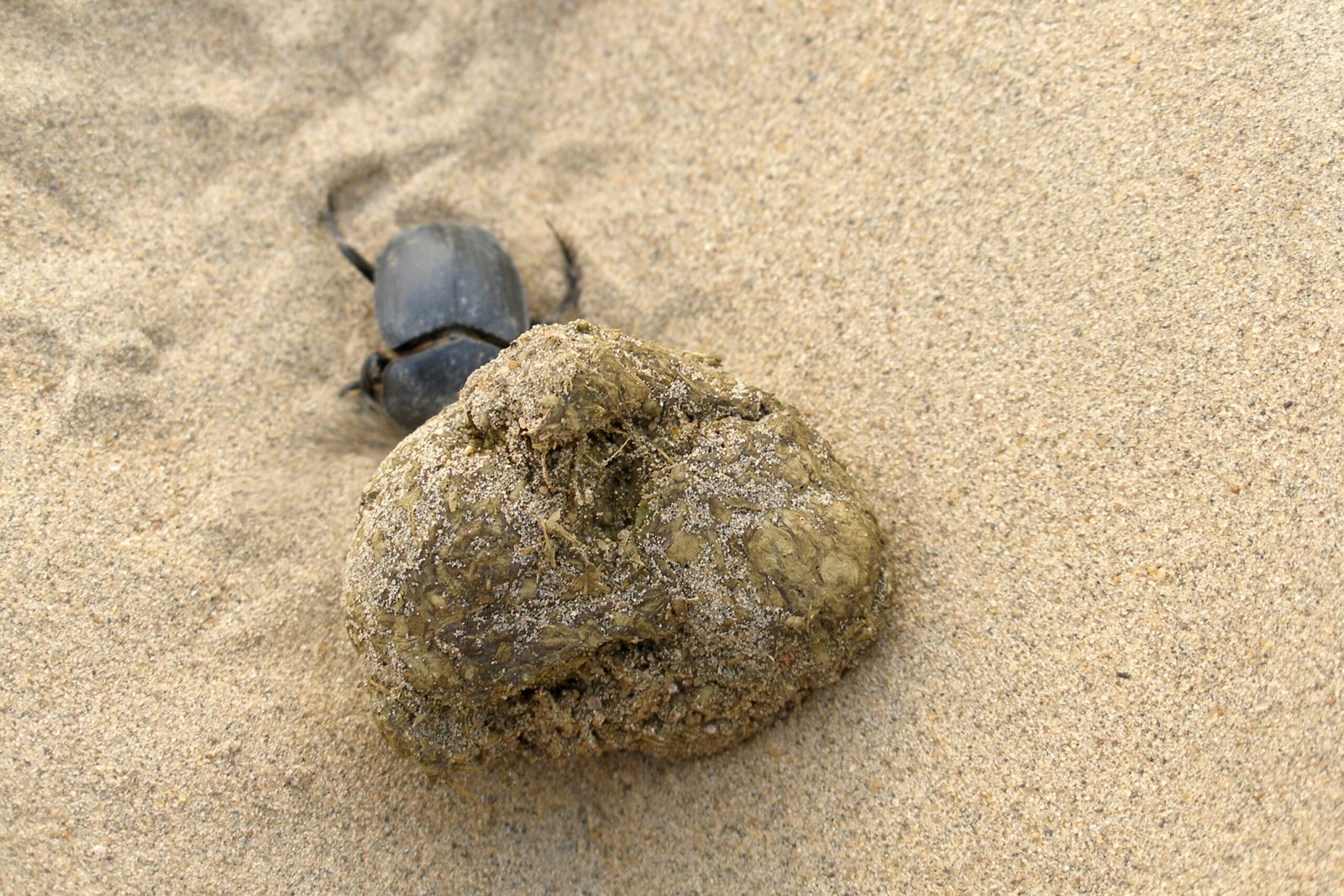 Why the Desert Beetle Captures Our Imagination (image credits: wikimedia)