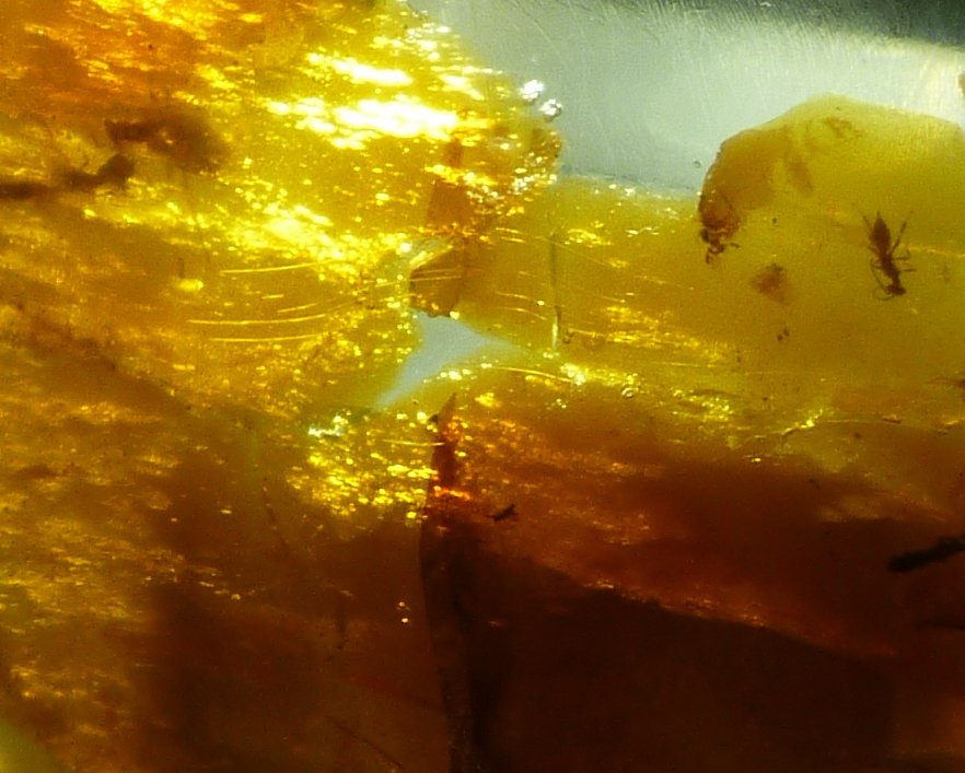 Insects in Amber: The Ash Connection (image credits: wikimedia)