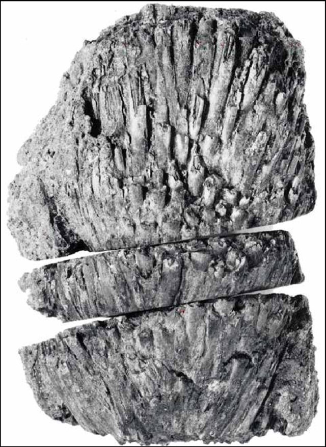 Uncovering Ancient DNA (image credits: wikimedia)
