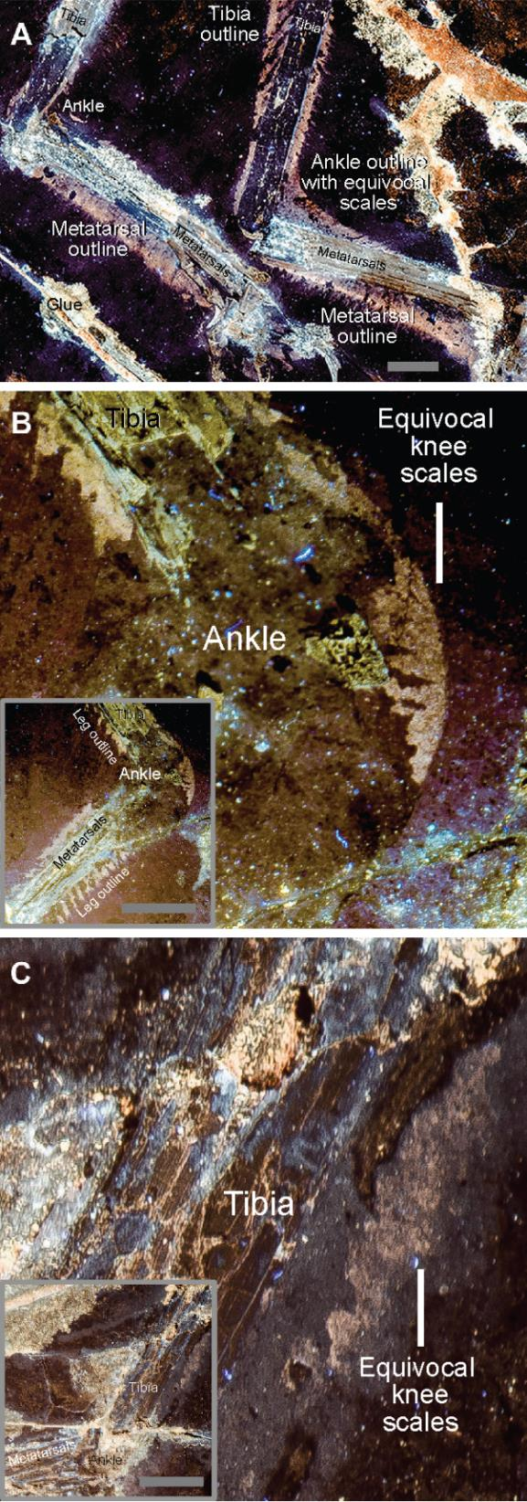 The Surprise of Soft Tissue Fossils (image credits: wikimedia)