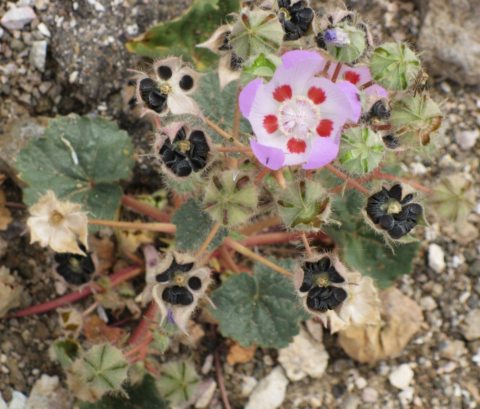 The Hidden Seeds Beneath the Sand (image credits: wikimedia)