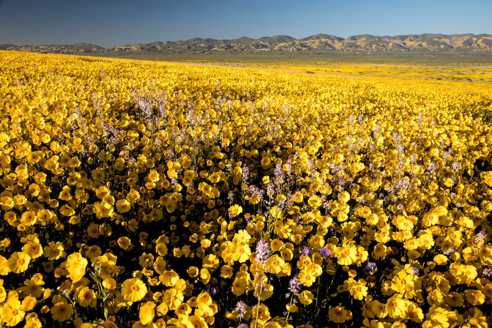 The Science of Super Blooms (image credits: wikimedia)