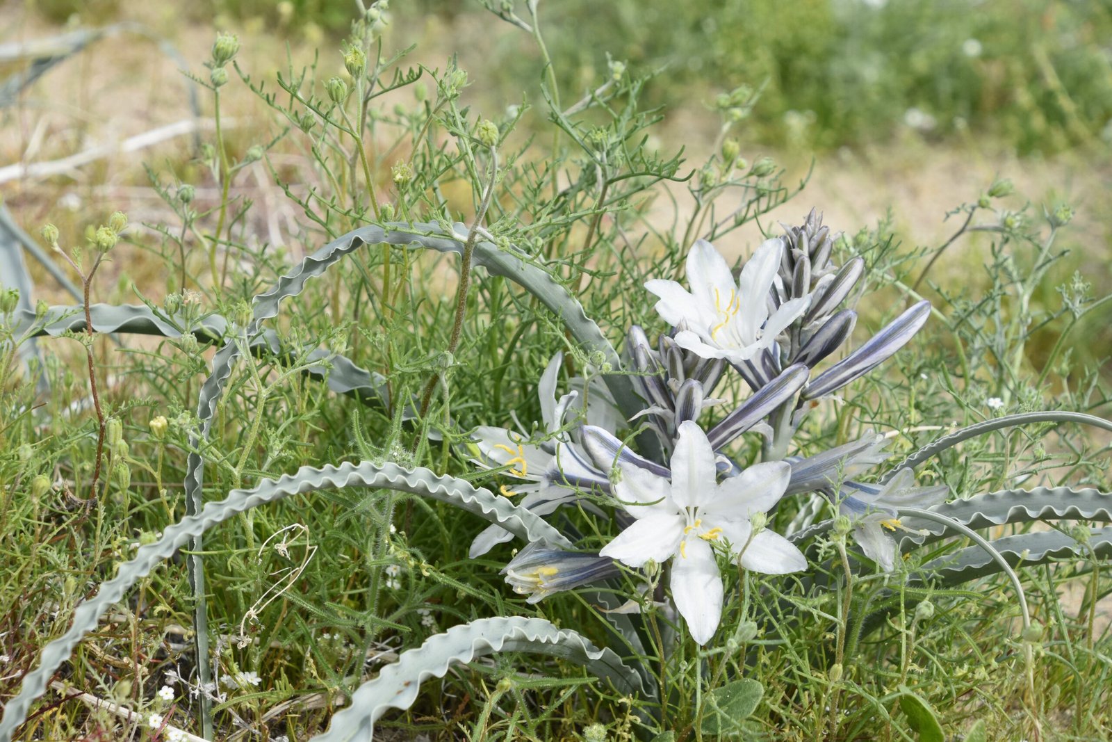 Wildflower Diversity: A Hidden Tapestry (image credits: wikimedia)