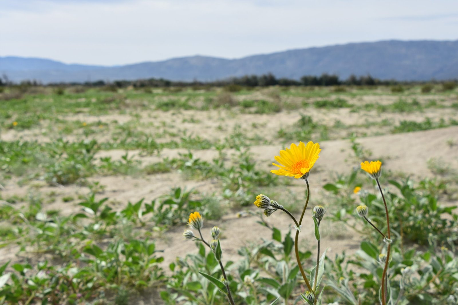 Adaptations for Survival (image credits: wikimedia)