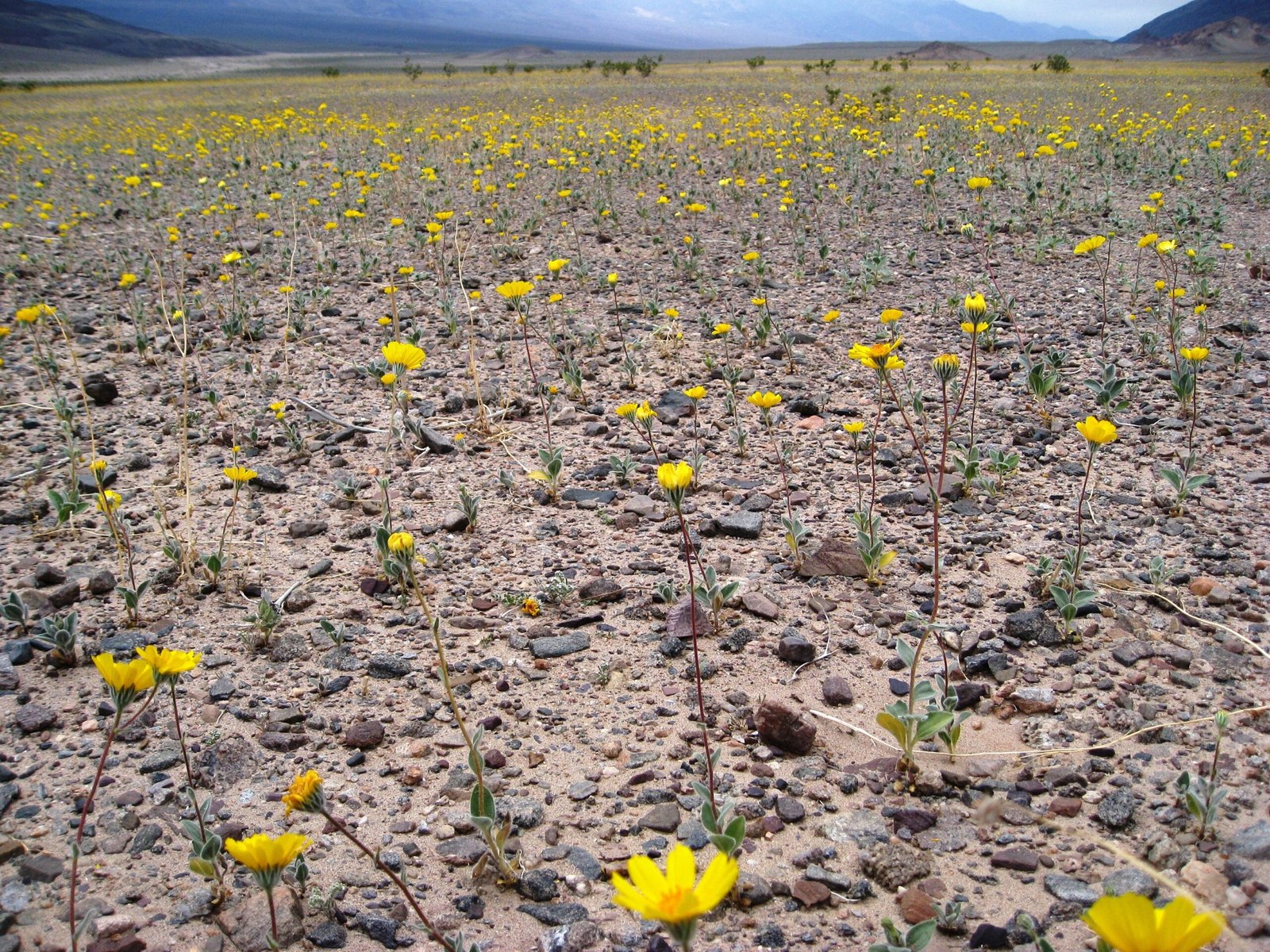 The Role of Temperature and Timing (image credits: wikimedia)