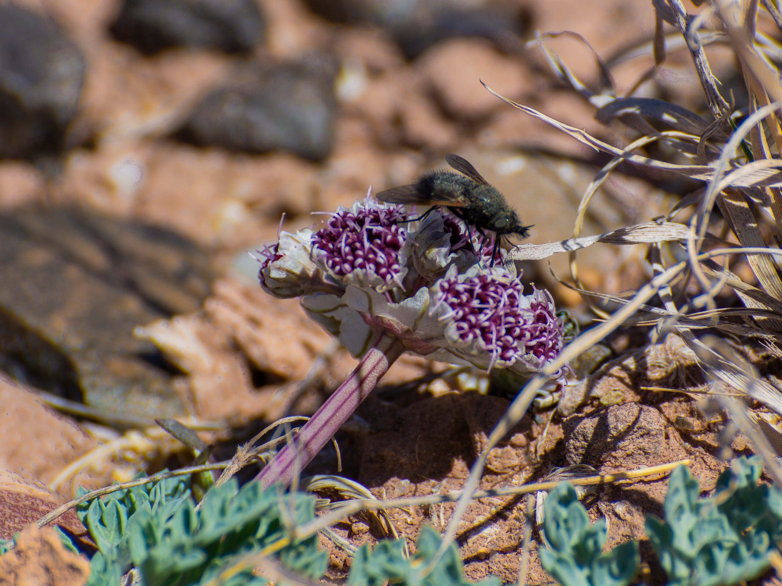 Animal Visitors and Pollinators (image credits: wikimedia)