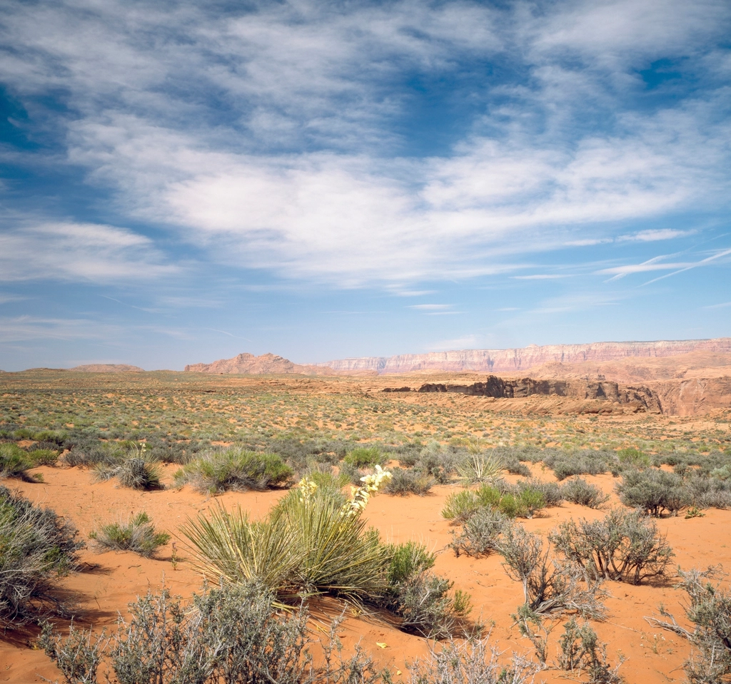 Ephemeral Beauty: The Fleeting Nature of Blooms (image credits: rawpixel)