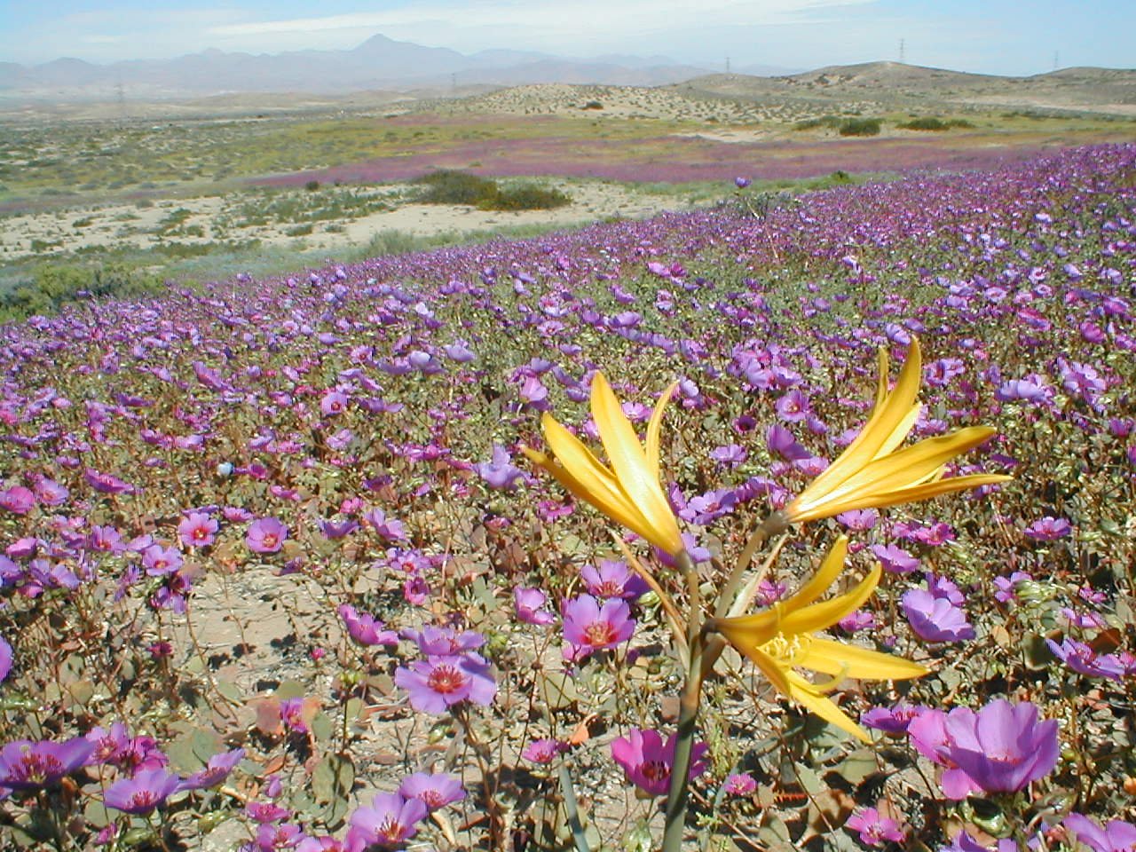 Global Examples: Blooming Deserts Around the World (image credits: wikimedia)