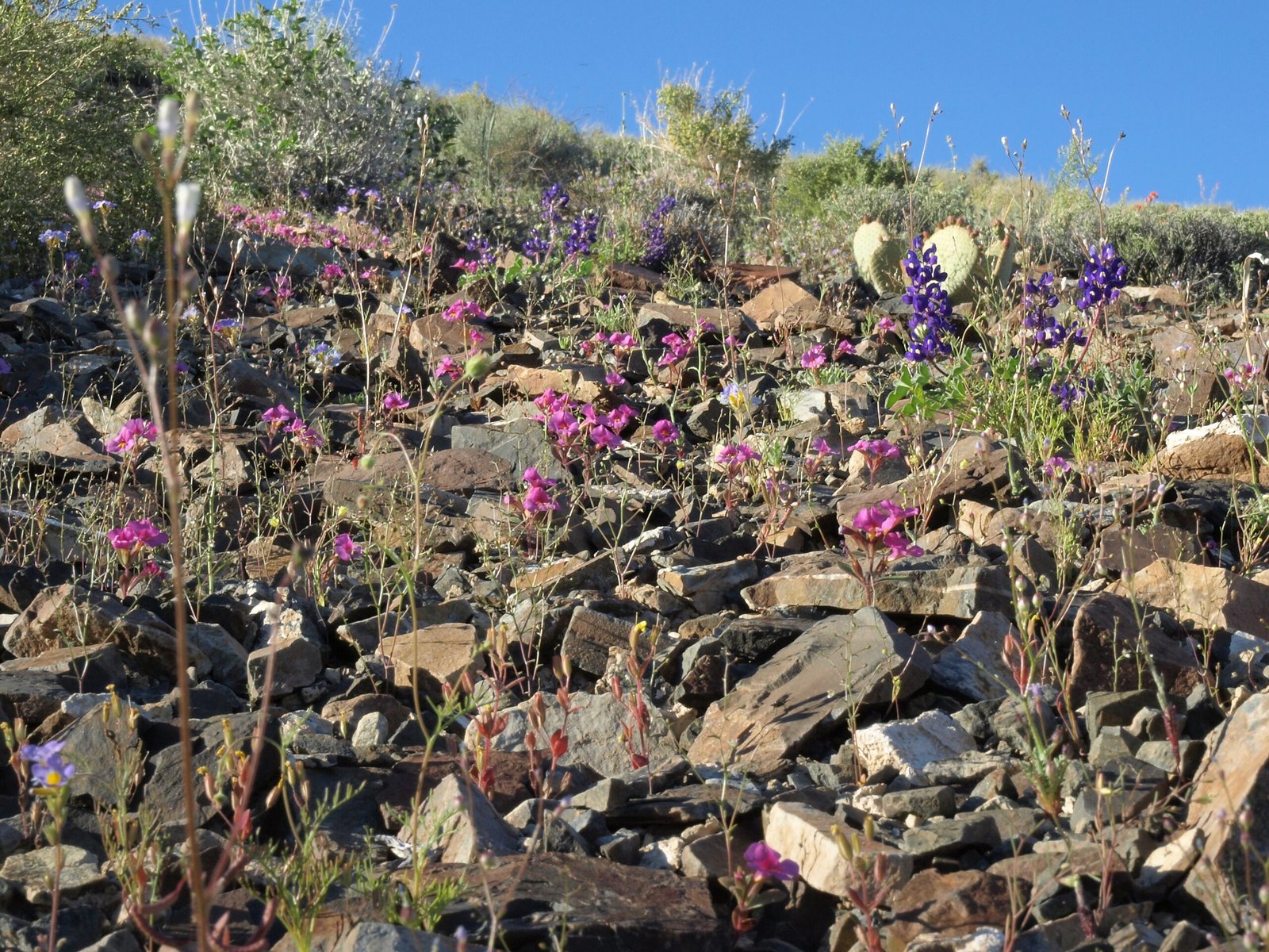 Soil Secrets: Microbes and Fungi at Work (image credits: wikimedia)