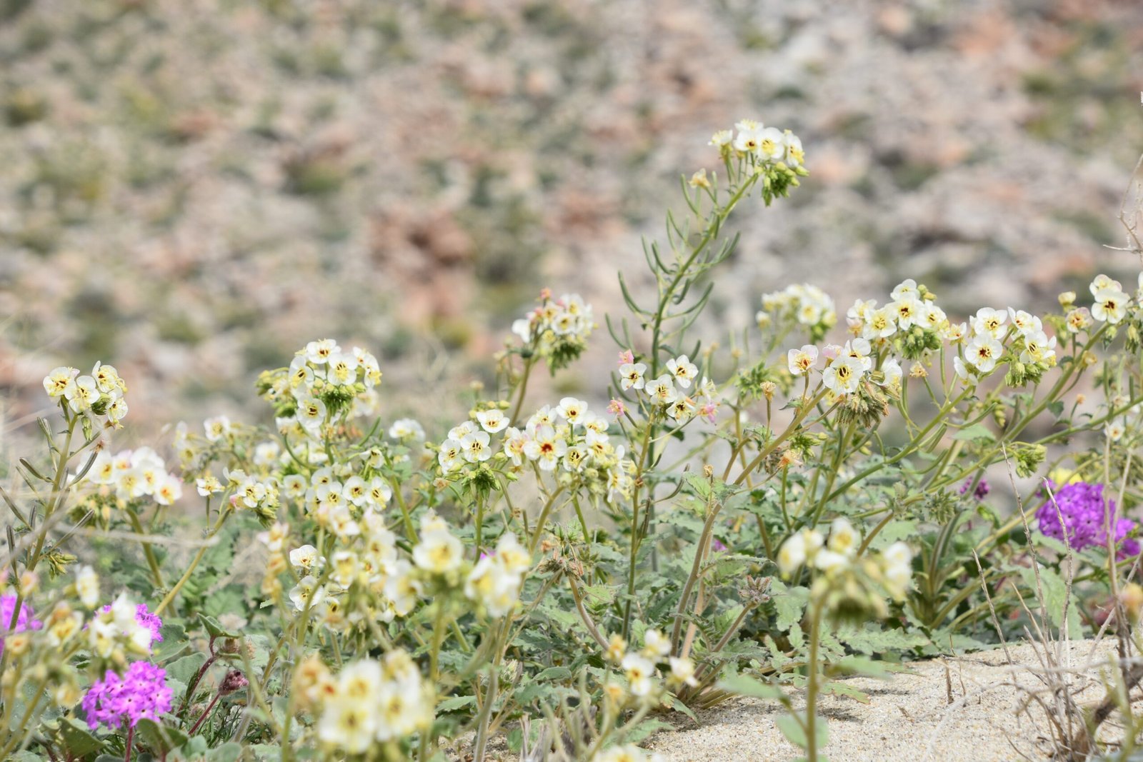 Citizen Science: Ordinary People, Extraordinary Discoveries (image credits: wikimedia)