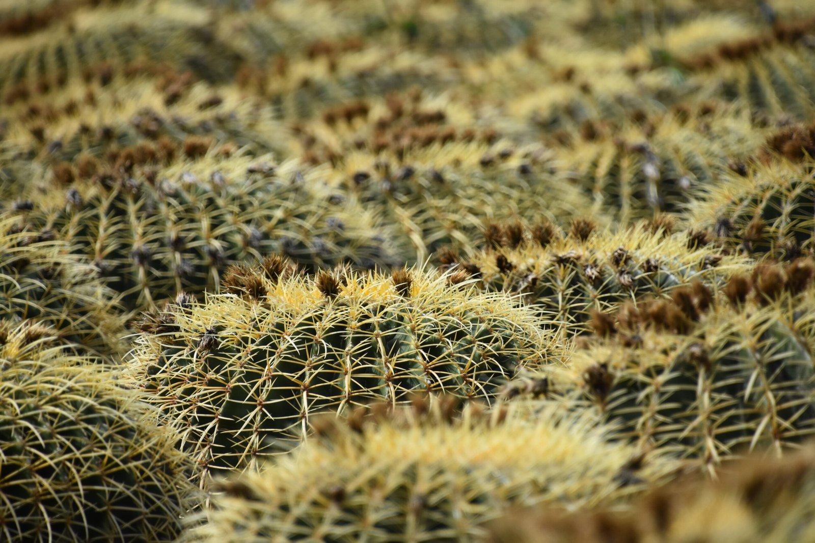 Economic and Ecological Benefits of Super Blooms (image credits: wikimedia)